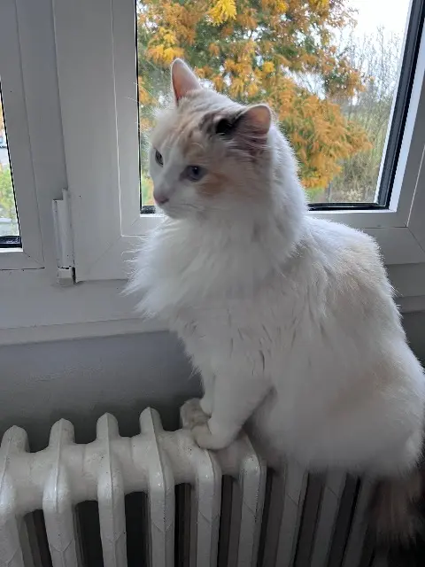 chatte lost   47520 Le Passage Duchesse