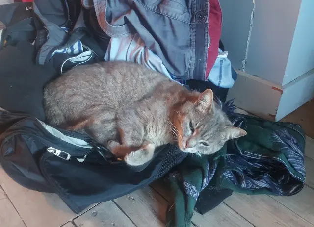 chatte lost   47000 Agen Flip
