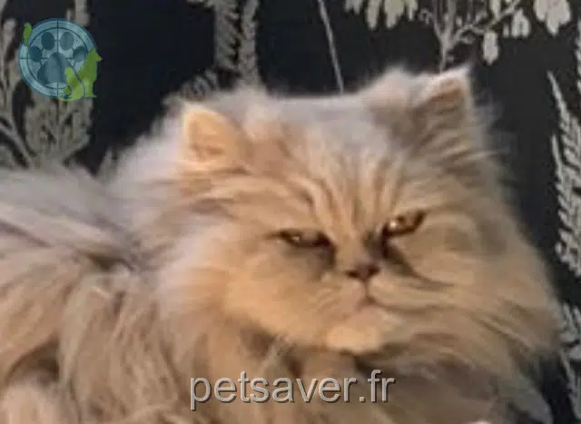 cat lost 47340 La Croix-Blanche Hanoushka cat lost 47340 La Croix-Blanche Hanoushka