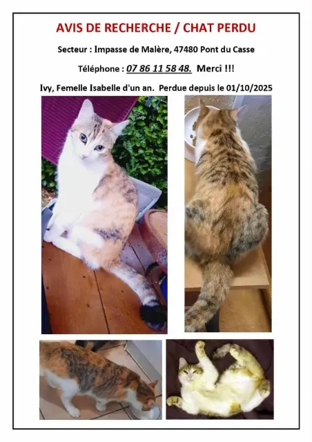 chatte lost   47480 Pont-du-Casse Ivy