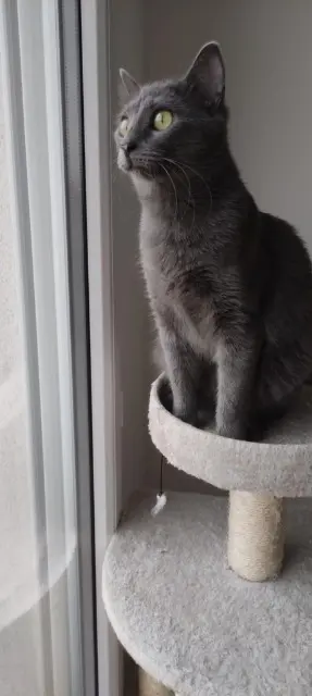 chatte lost   47200 Mauvezin-sur-Gupie Leia