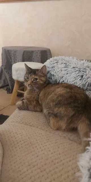 chatte lost   47270 Saint-Maurin Lia