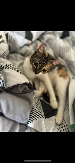 chatte lost   47160 Damazan Lili
