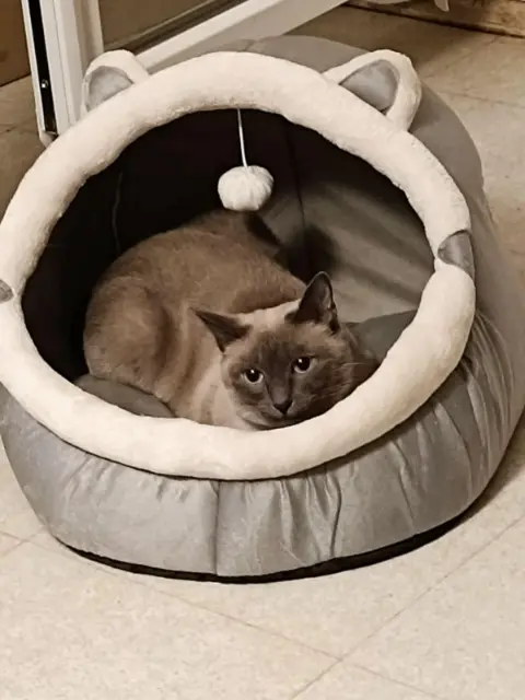 chatte lost   47300 Villeneuve-sur-Lot Lokie