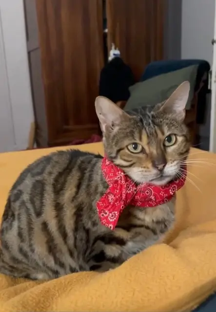 chatte lost   47500 Saint-Vite Loulou