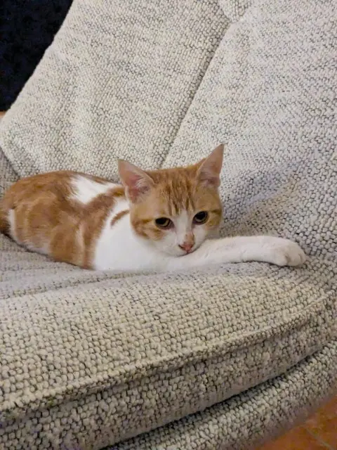 chatte lost   47000 Agen Maggie