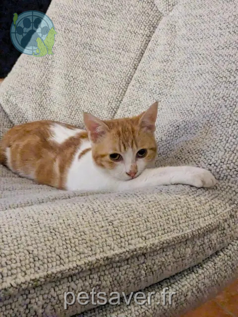 kat vermist 47000 Agen Maggie kat lost 47000 Agen Maggie