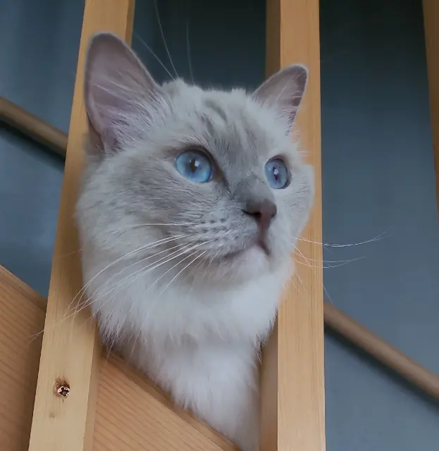 chatte lost   47180 Sainte-Bazeille Mila