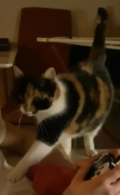 chatte lost   47200 Fourques-sur-Garonne Mimi