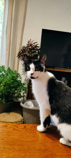 chatte lost   47600 Nérac Minette