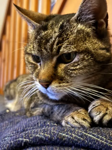 chatte lost   47000 Agen Minette
