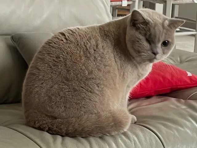 chatte lost   47400 Tonneins Naïa