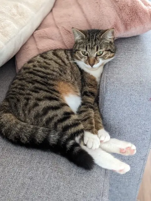 Chatte Perdue 47 Lot-et-Garonne - Ouna Chatte Perdue 47 Lot-et-Garonne - Ouna