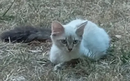 chatte lost   47300 Villeneuve-sur-Lot Perle
