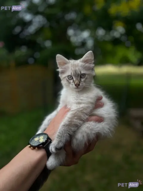chatte lost   47300 Villeneuve-sur-Lot Perle