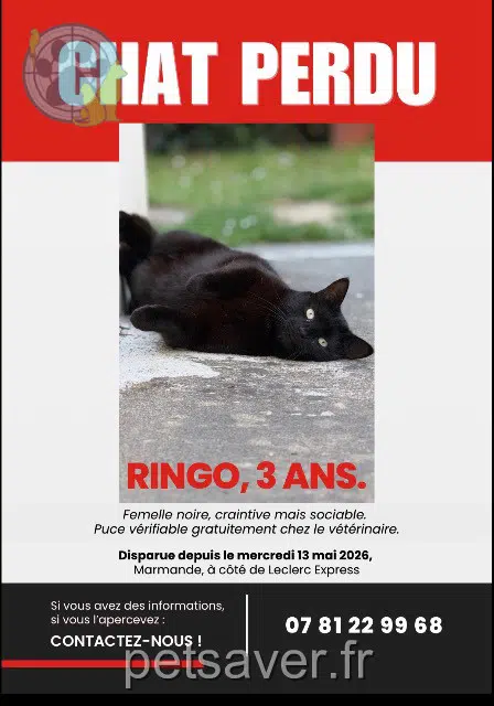 chatte lost   47200 Marmande Ringo