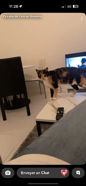 chatte lost   47360 Prayssas Ruby