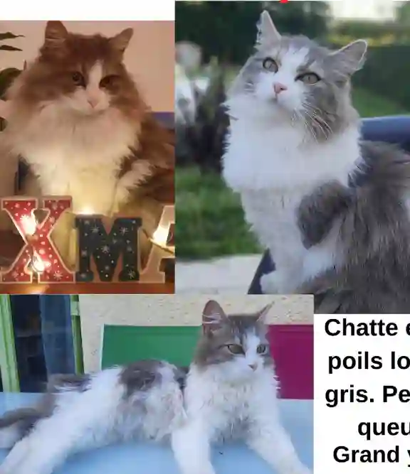 Chatte Perdue 47 Lot-et-Garonne - Sephir Chatte Perdue 47 Lot-et-Garonne - Sephir