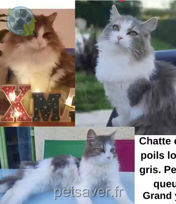 Chatte Perdue 47 Lot-et-Garonne - Sephir Chatte Perdue 47 Lot-et-Garonne - Sephir