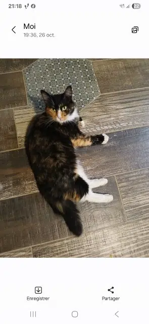 chatte lost   47310 Sérignac-sur-Garonne Shiro