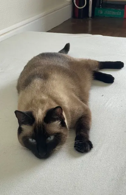 chatte perdue 47240 Bon-Encontre Sia chatte lost 47240 Bon-Encontre Sia