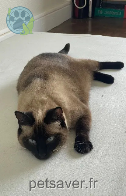 cat lost 47240 Bon-Encontre Sia cat lost 47240 Bon-Encontre Sia