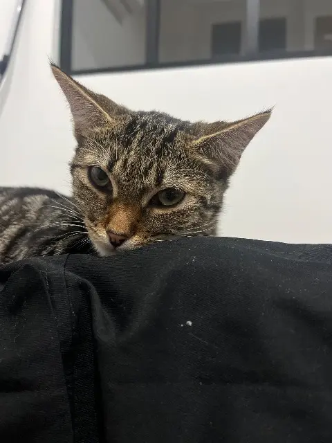 chatte lost   47300 Villeneuve-sur-Lot Suba