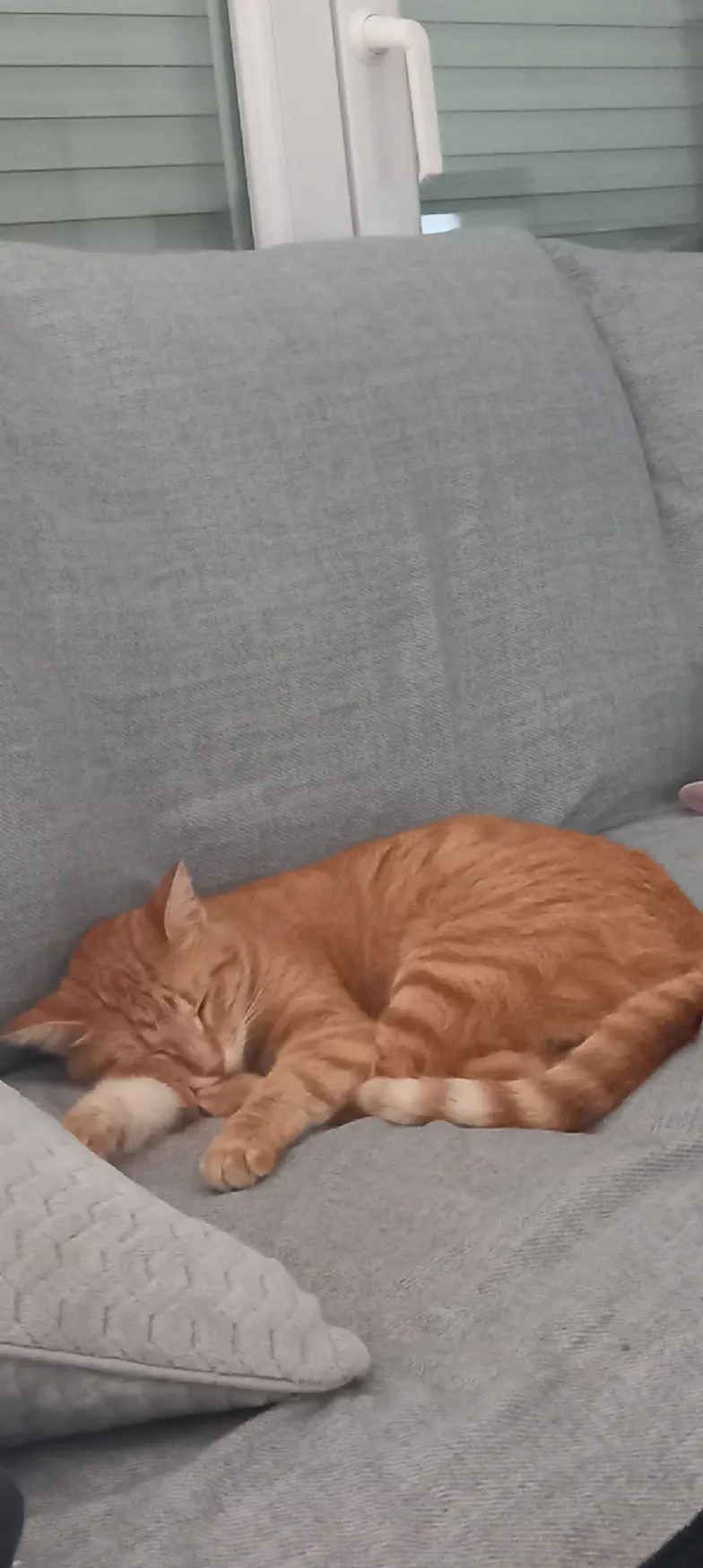 Chatte Perdue 47 Lot-et-Garonne - Sunset Chatte Perdue 47 Lot-et-Garonne - Sunset