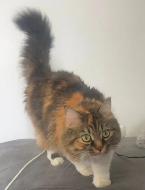 chatte lost   47550 Boé Twixy