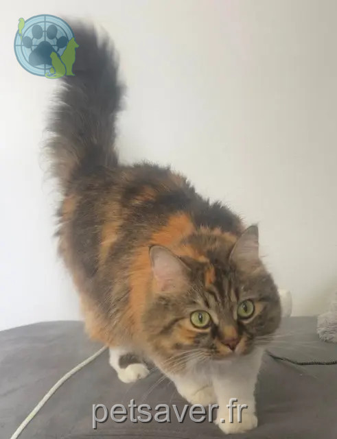 Katze vermisst 47550 Boé Twixy Katze lost 47550 Boé Twixy