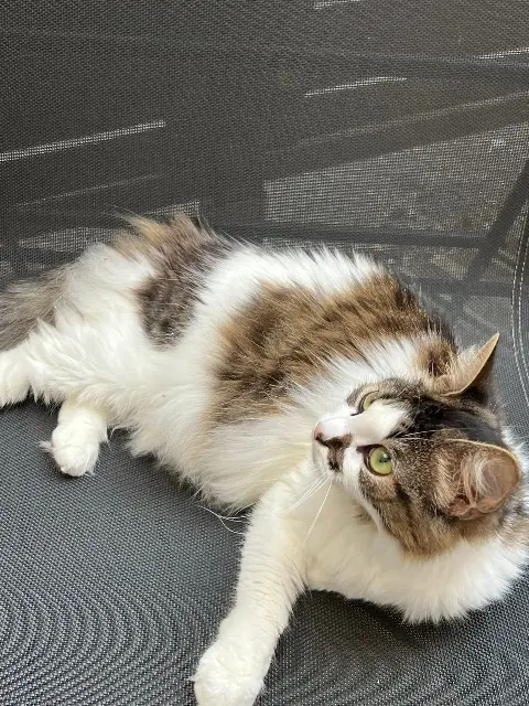 chatte lost   47000 Agen Tya