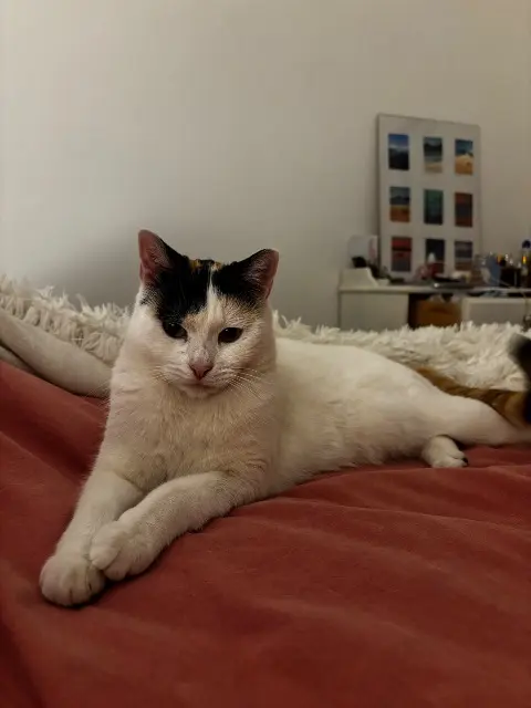 chatte lost   47300 Villeneuve-sur-Lot umy