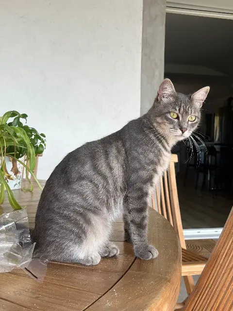 chatte lost   47210 Montaut Vanille