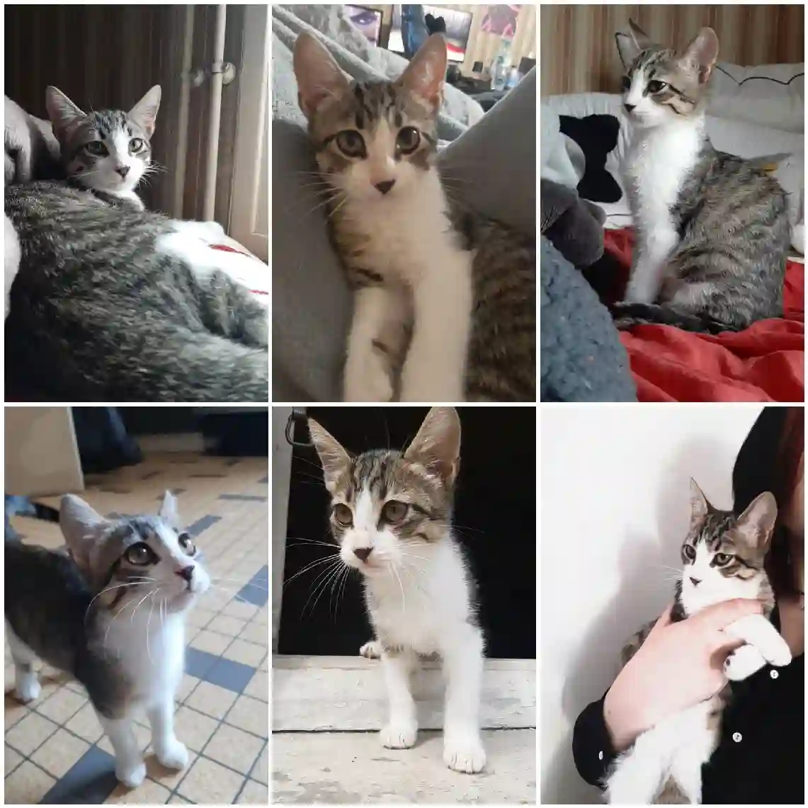 Chatte Perdue 47 Lot-et-Garonne - Whisky Chatte Perdue 47 Lot-et-Garonne - Whisky