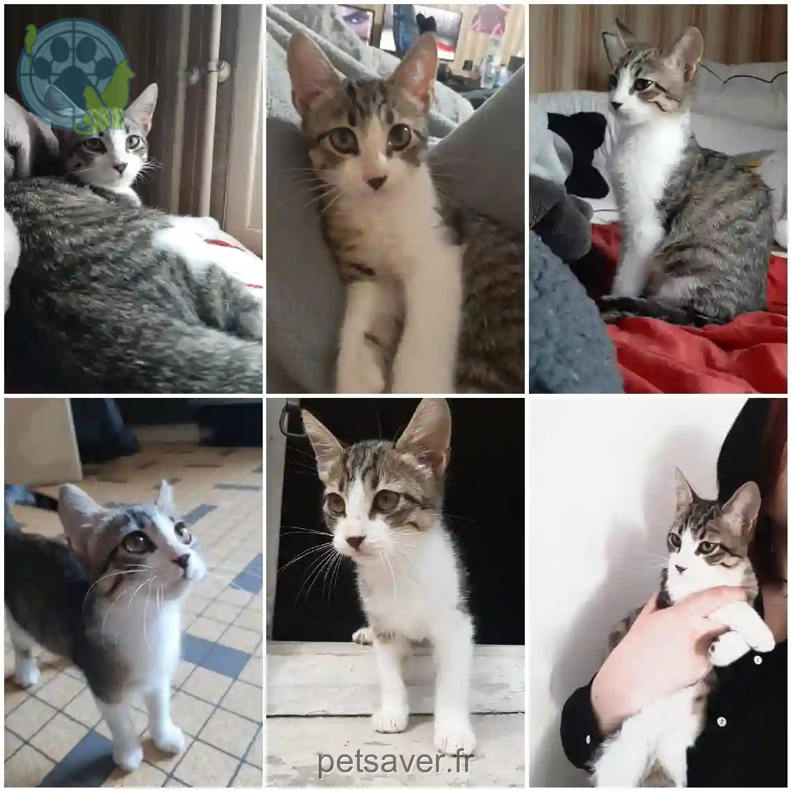 Chatte Perdue 47 Lot-et-Garonne - Whisky Chatte Perdue 47 Lot-et-Garonne - Whisky