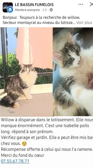 chatte lost   47500 Montayral Willow