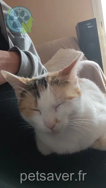 cat lost   47370 Bourlens Yoda