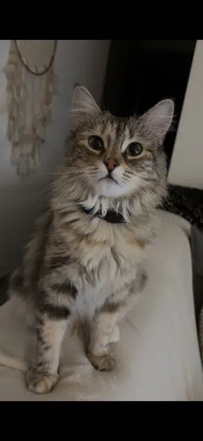 chatte lost   47380 Monclar Yoko