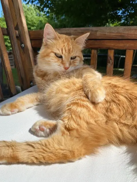 chatte lost   47310 Roquefort Ysatis