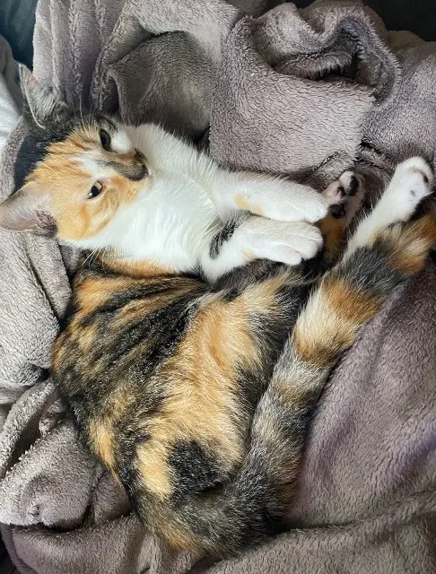 chatte lost   47450 Colayrac-Saint-Cirq Yuumi