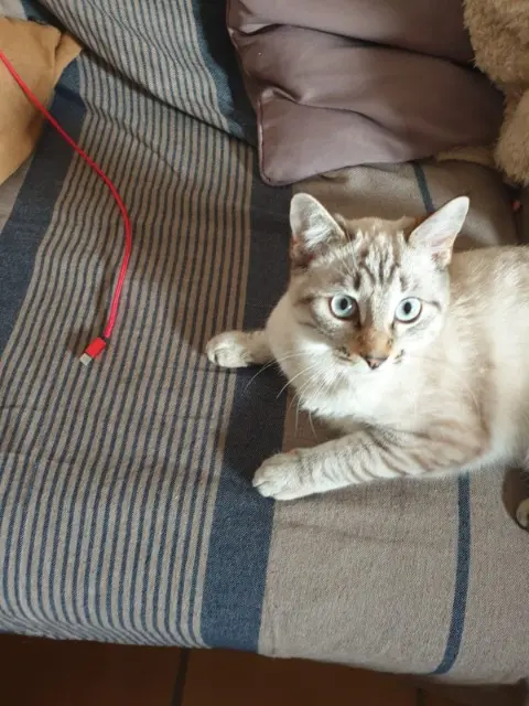 chatte lost   47800 Agnac Zimba