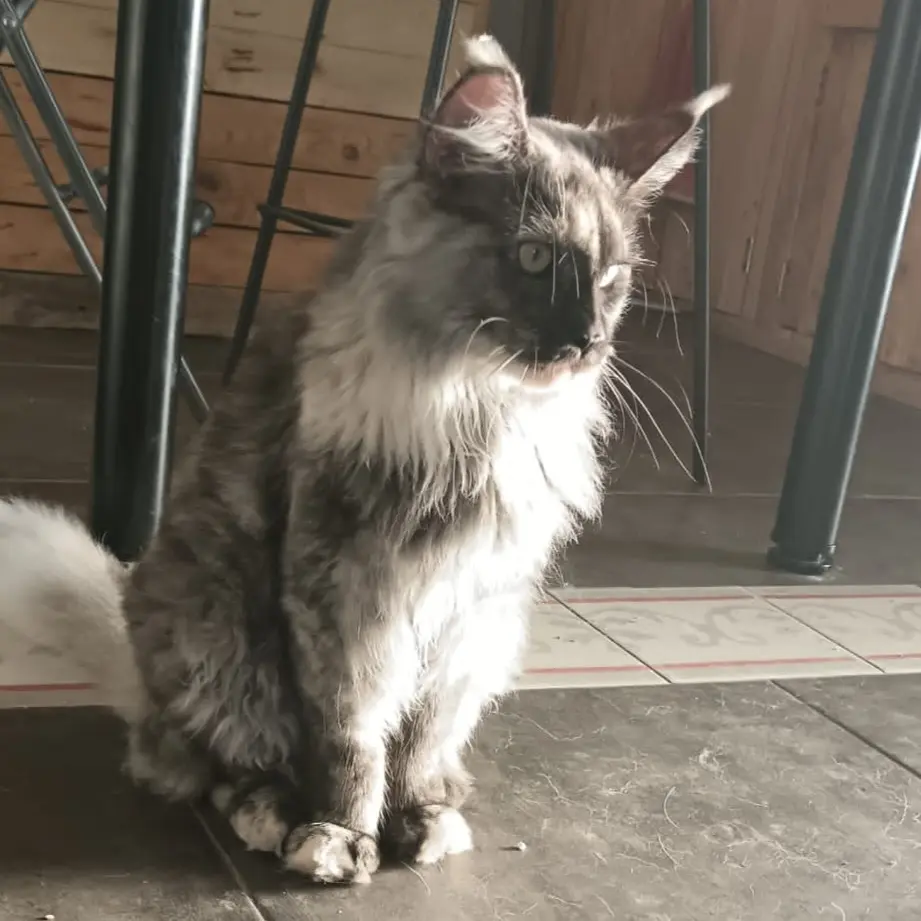 Chatte Perdue 47 Lot-et-Garonne Chatte Perdue 47 Lot-et-Garonne