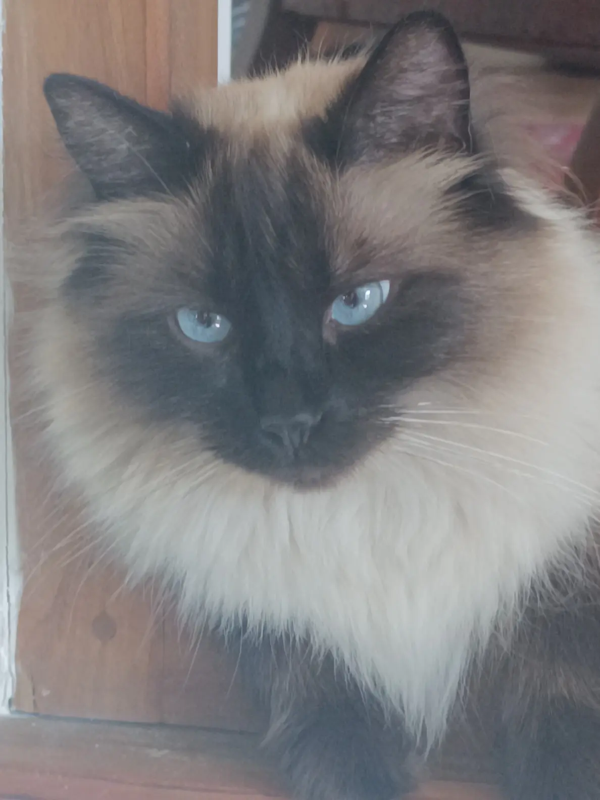 Chatte Perdue 47 Lot-et-Garonne Chatte Perdue 47 Lot-et-Garonne