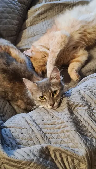 chatte lost   48500 Banassac-Canilhac Raven