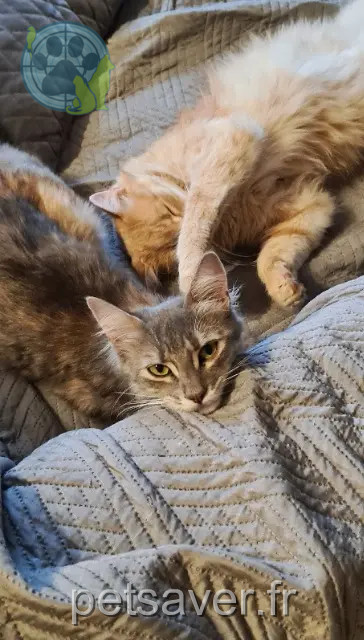 kat vermist 48500 Banassac-Canilhac Raven kat lost 48500 Banassac-Canilhac Raven