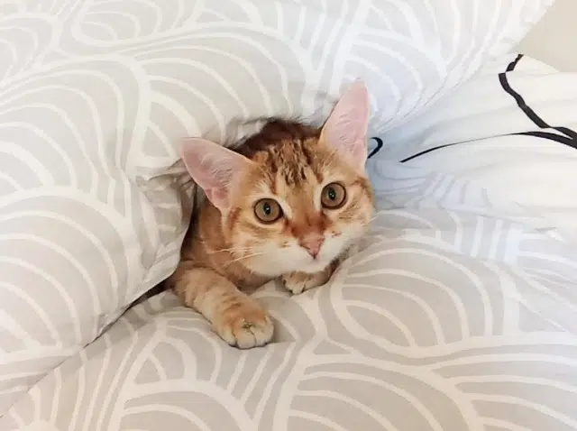 chatte lost   48120 Saint-Alban-sur-Limagnole Milo