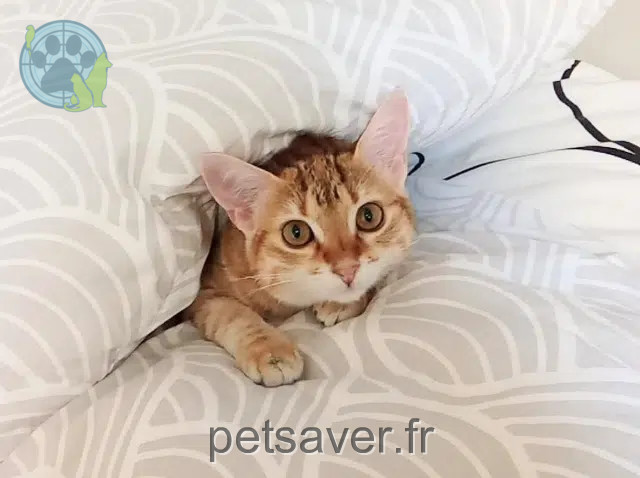 chatte perdue 48120 Saint-Alban-sur-Limagnole Milo chatte lost 48120 Saint-Alban-sur-Limagnole Milo