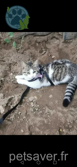 cat lost 48320 Ispagnac Mitsuki cat lost 48320 Ispagnac Mitsuki