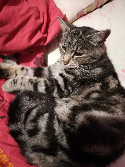 chatte lost   48000 Chastel-Nouvel Poupette