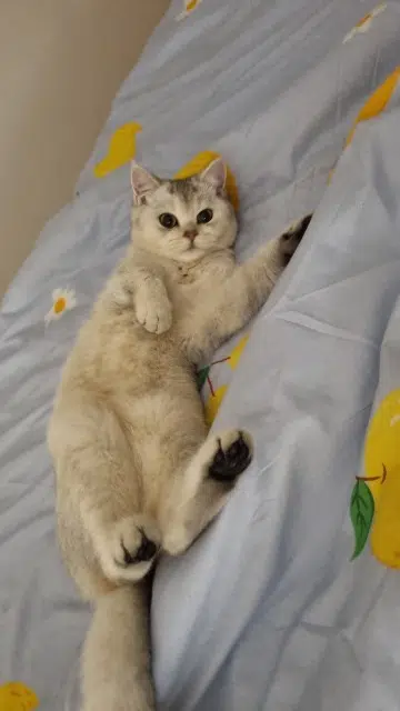 chatte lost   49000 Écouflant Aby